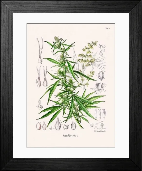 Framed Print : Vintage Botanical illustration from a 19th-century German Book, depicting Medicinal Plants Framed Print : Vintage Botanical illustration from a 19th-century German Book, depicting Medicinal Plants