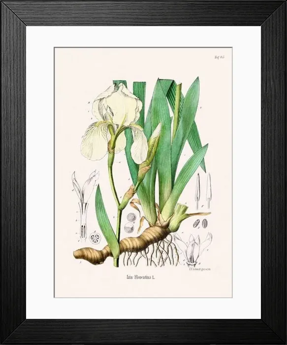Framed Print : Vintage Botanical illustration from a 19th-century German Book, depicting Medicinal Plants Framed Print : Vintage Botanical illustration from a 19th-century German Book, depicting Medicinal Plants
