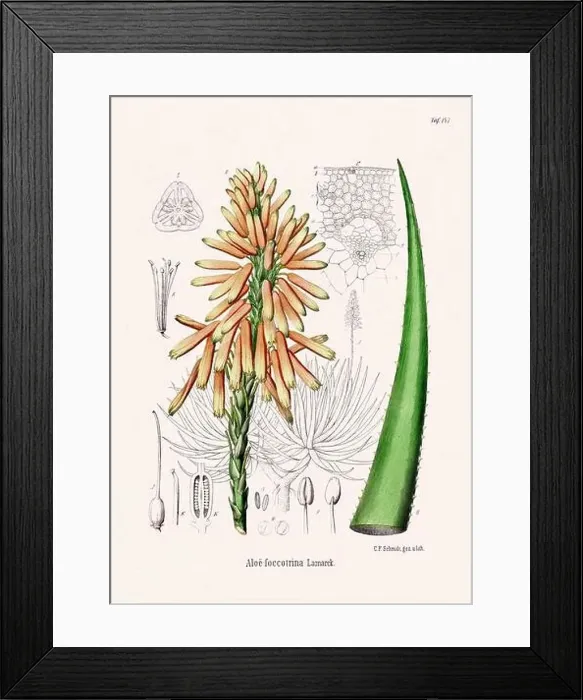 Framed Print : Vintage Botanical illustration from a 19th-century German Book, depicting Medicinal Plants Framed Print : Vintage Botanical illustration from a 19th-century German Book, depicting Medicinal Plants