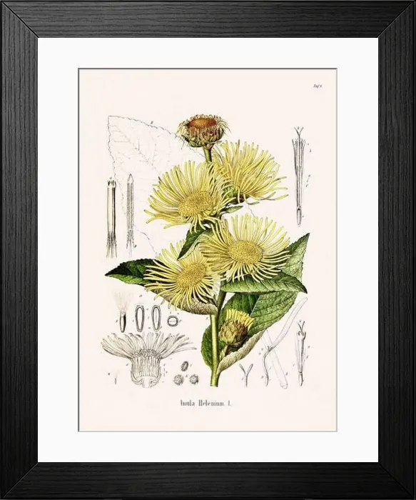 Framed Print : Vintage Botanical illustration from a 19th-century German Book, depicting Medicinal Plants Framed Print : Vintage Botanical illustration from a 19th-century German Book, depicting Medicinal Plants