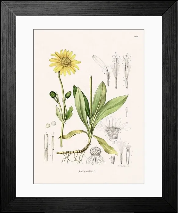 Framed Print : Vintage Botanical illustration from a 19th-century German Book, depicting Medicinal Plants Framed Print : Vintage Botanical illustration from a 19th-century German Book, depicting Medicinal Plants