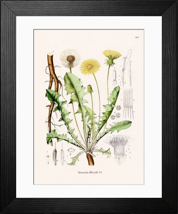 Framed Print : Vintage Botanical illustration from a 19th-century German Book, depicting Medicinal Plants Framed Print : Vintage Botanical illustration from a 19th-century German Book, depicting Medicinal Plants