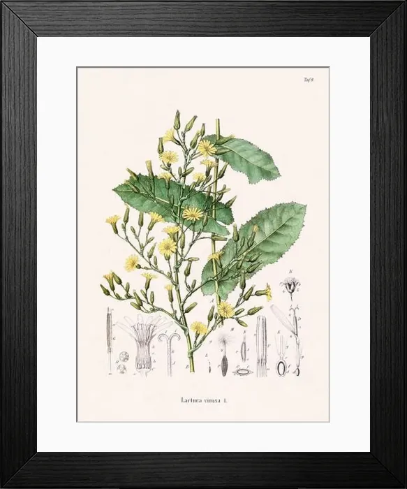 Framed Print : Vintage Botanical illustration from a 19th-century German Book, depicting Medicinal Plants Framed Print : Vintage Botanical illustration from a 19th-century German Book, depicting Medicinal Plants
