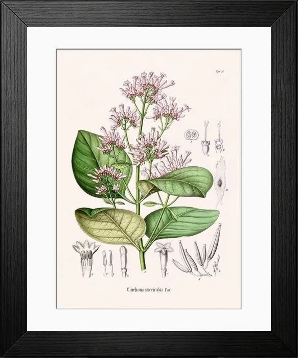 Framed Print : Vintage Botanical illustration from a 19th-century German Book, depicting Medicinal Plants Framed Print : Vintage Botanical illustration from a 19th-century German Book, depicting Medicinal Plants
