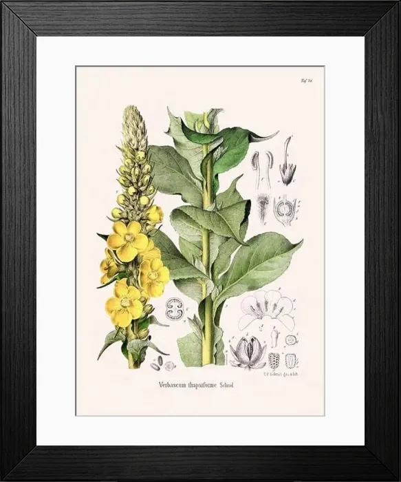 Framed Print : Vintage Botanical illustration from a 19th-century German Book, depicting Medicinal Plants Framed Print : Vintage Botanical illustration from a 19th-century German Book, depicting Medicinal Plants