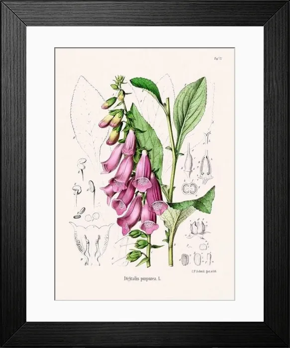 Framed Print : Vintage Botanical illustration from a 19th-century German Book, depicting Medicinal Plants Framed Print : Vintage Botanical illustration from a 19th-century German Book, depicting Medicinal Plants