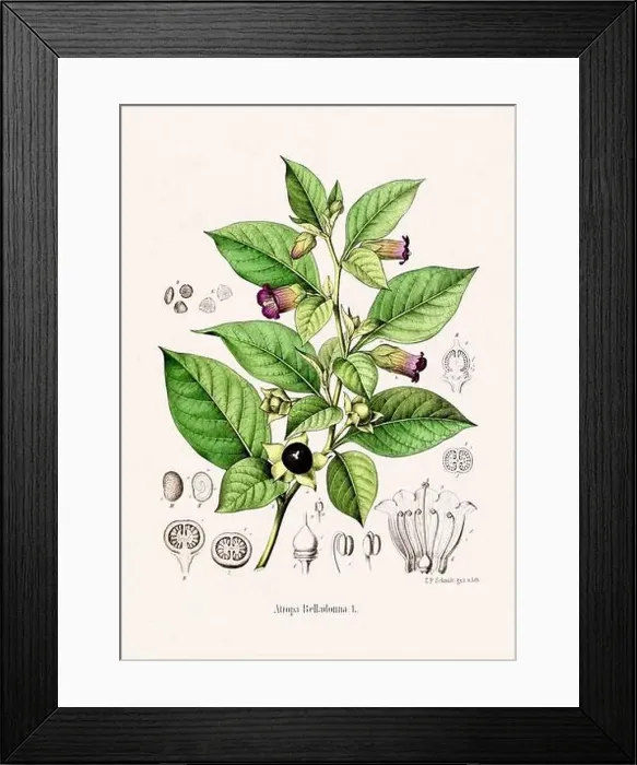 Framed Print : Vintage Botanical illustration from a 19th-century German Book, depicting Medicinal Plants Framed Print : Vintage Botanical illustration from a 19th-century German Book, depicting Medicinal Plants