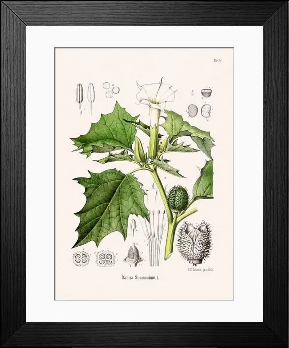 Framed Print : Vintage Botanical illustration from a 19th-century German Book, depicting Medicinal Plants Framed Print : Vintage Botanical illustration from a 19th-century German Book, depicting Medicinal Plants