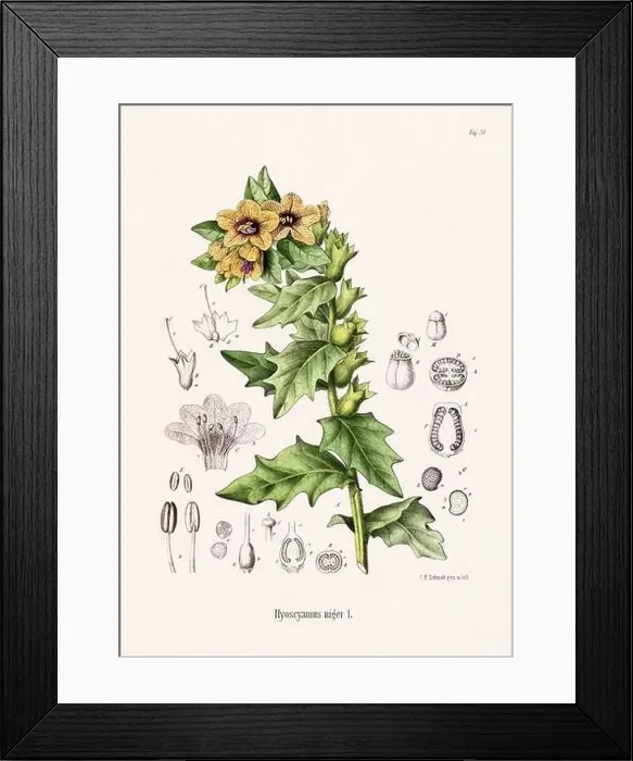 Framed Print : Vintage Botanical illustration from a 19th-century German Book, depicting Medicinal Plants Framed Print : Vintage Botanical illustration from a 19th-century German Book, depicting Medicinal Plants