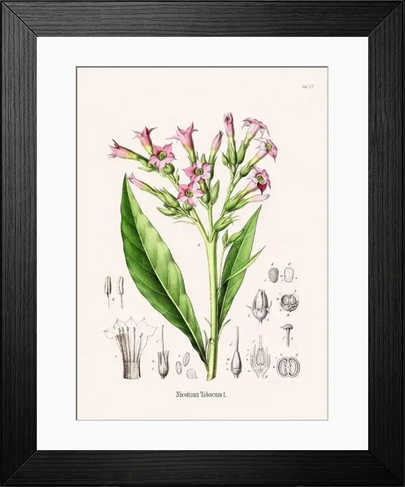 Framed Print : Vintage Botanical illustration from a 19th-century German Book, depicting Medicinal Plants Framed Print : Vintage Botanical illustration from a 19th-century German Book, depicting Medicinal Plants