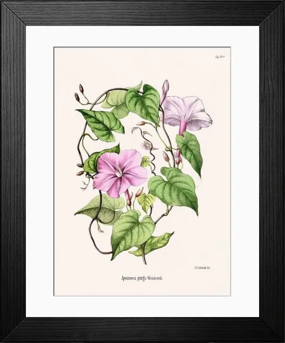 Framed Print : Vintage Botanical illustration from a 19th-century German Book, depicting Medicinal Plants Framed Print : Vintage Botanical illustration from a 19th-century German Book, depicting Medicinal Plants