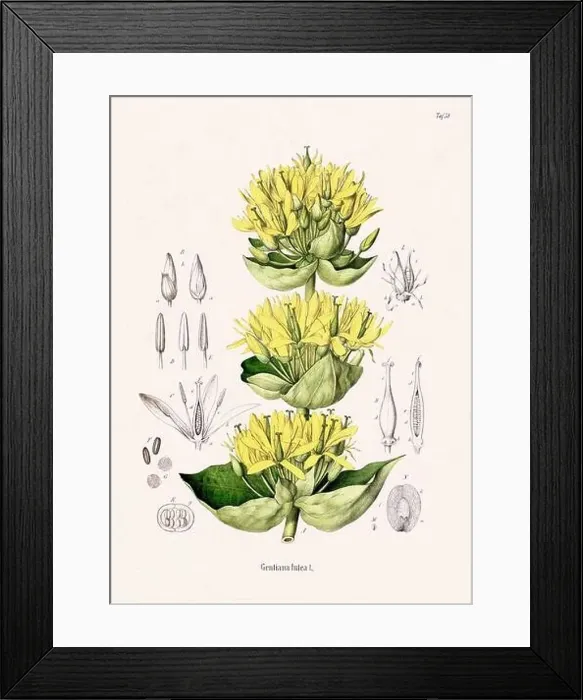 Framed Print : Vintage Botanical illustration from a 19th-century German Book, depicting Medicinal Plants Framed Print : Vintage Botanical illustration from a 19th-century German Book, depicting Medicinal Plants