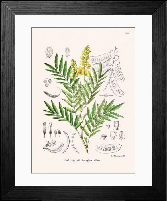 Framed Print : Vintage Botanical illustration from a 19th-century German Book, depicting Medicinal Plants Framed Print : Vintage Botanical illustration from a 19th-century German Book, depicting Medicinal Plants