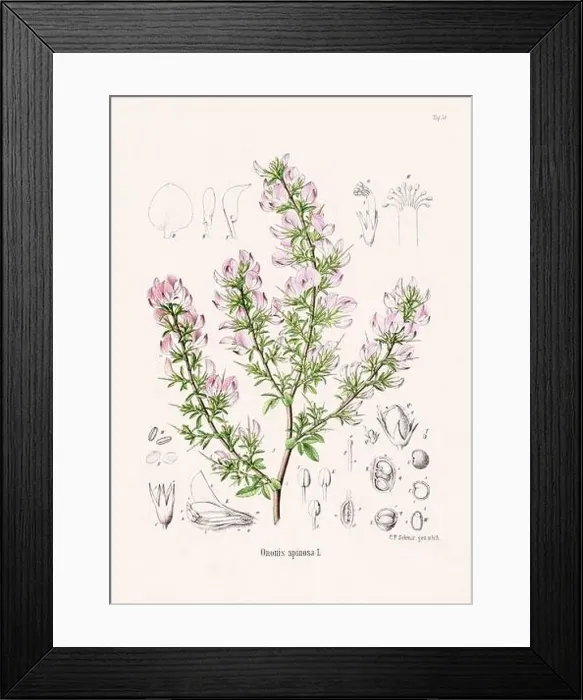 Framed Print : Vintage Botanical illustration from a 19th-century German Book, depicting Medicinal Plants Framed Print : Vintage Botanical illustration from a 19th-century German Book, depicting Medicinal Plants
