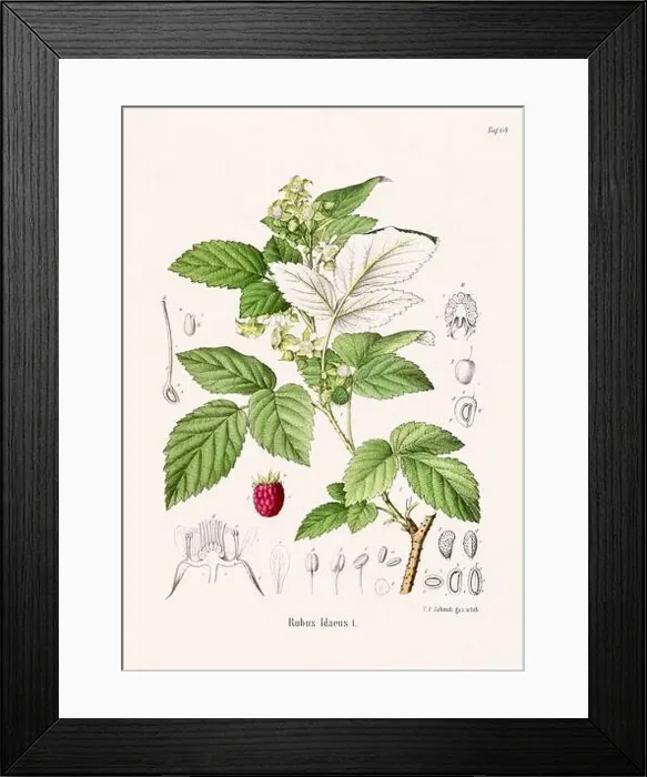 Framed Print : Vintage Botanical illustration from a 19th-century German Book, depicting Medicinal Plants Framed Print : Vintage Botanical illustration from a 19th-century German Book, depicting Medicinal Plants