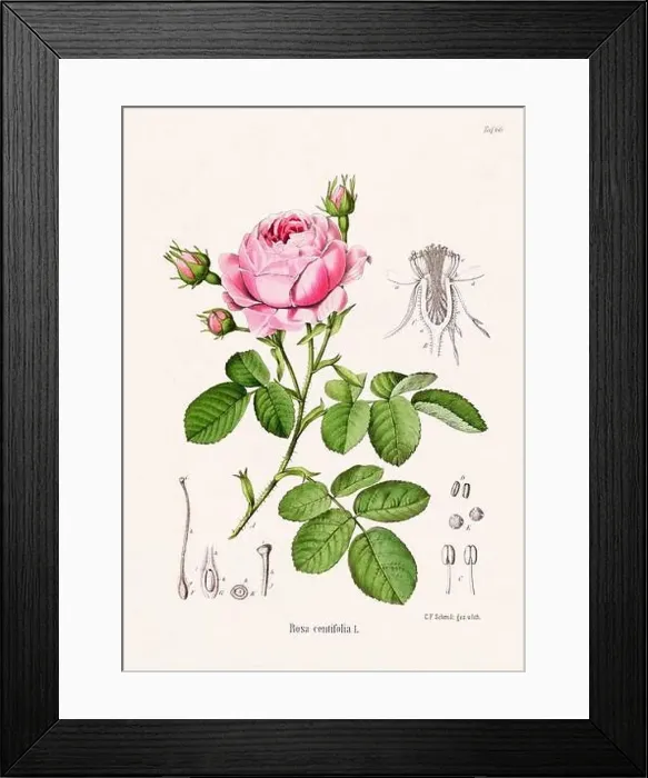 Framed Print : Vintage Botanical illustration from a 19th-century German Book, depicting Medicinal Plants Framed Print : Vintage Botanical illustration from a 19th-century German Book, depicting Medicinal Plants