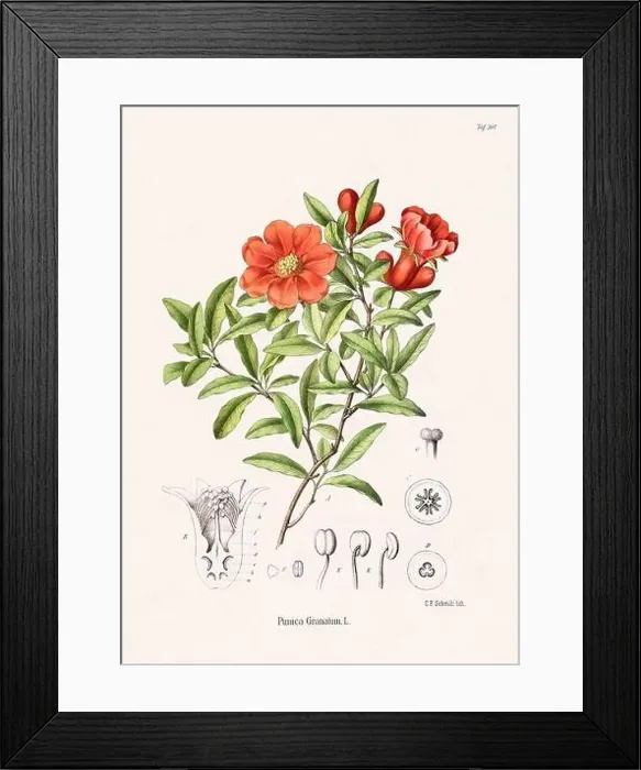 Framed Print : Vintage Botanical illustration from a 19th-century German Book, depicting Medicinal Plants Framed Print : Vintage Botanical illustration from a 19th-century German Book, depicting Medicinal Plants
