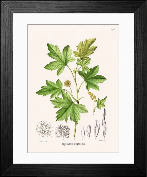 Framed Print : Vintage Botanical illustration from a 19th-century German Book, depicting Medicinal Plants Framed Print : Vintage Botanical illustration from a 19th-century German Book, depicting Medicinal Plants