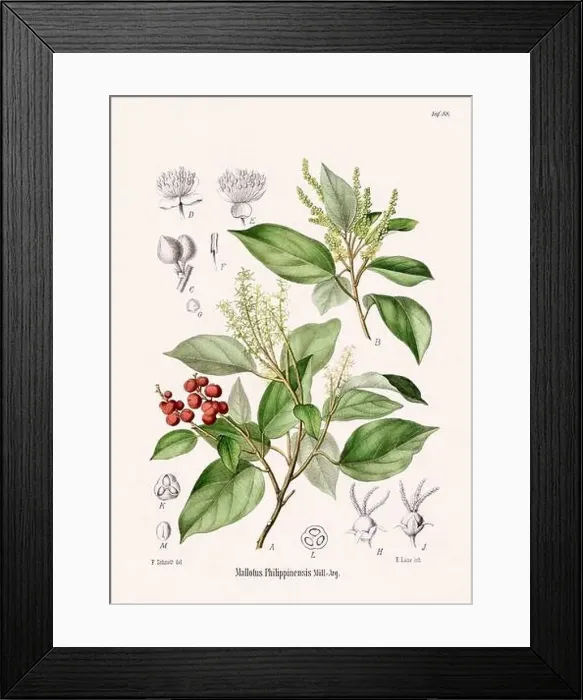Framed Print : Vintage Botanical illustration from a 19th-century German Book, depicting Medicinal Plants Framed Print : Vintage Botanical illustration from a 19th-century German Book, depicting Medicinal Plants