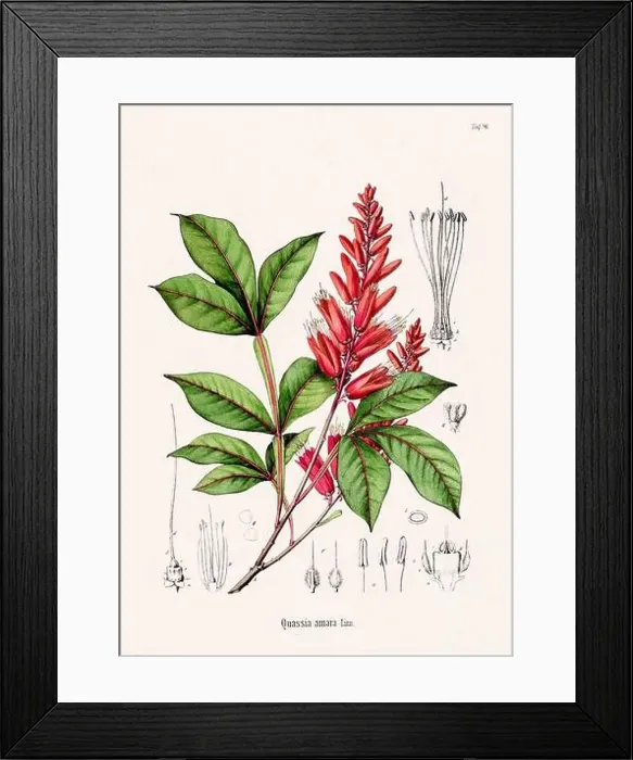 Framed Print : Vintage Botanical illustration from a 19th-century German Book, depicting Medicinal Plants Framed Print : Vintage Botanical illustration from a 19th-century German Book, depicting Medicinal Plants