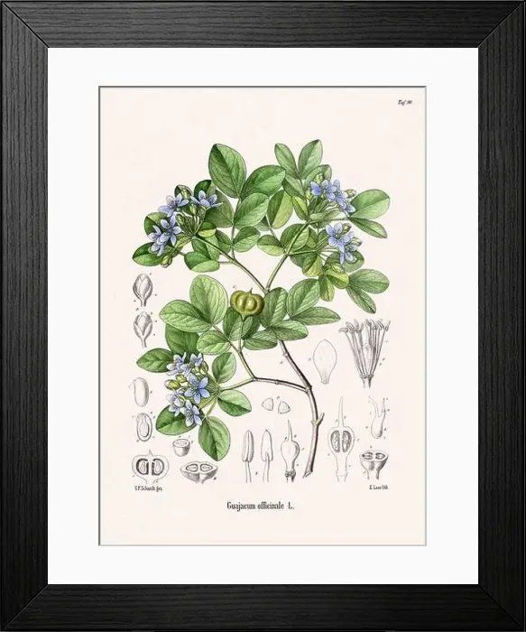 Framed Print : Vintage Botanical illustration from a 19th-century German Book, depicting Medicinal Plants Framed Print : Vintage Botanical illustration from a 19th-century German Book, depicting Medicinal Plants