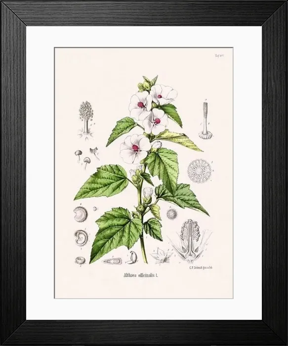 Framed Print : Vintage Botanical illustration from a 19th-century German Book, depicting Medicinal Plants Framed Print : Vintage Botanical illustration from a 19th-century German Book, depicting Medicinal Plants