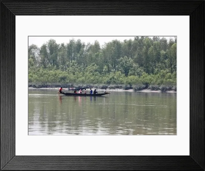 Framed Print : Khulna, Bangladesh - April 13, 2024: The Sundorbons is the largest mangrove forest in the world Framed Print : Khulna, Bangladesh - April 13, 2024: The Sundorbons is the largest mangrove forest in the world