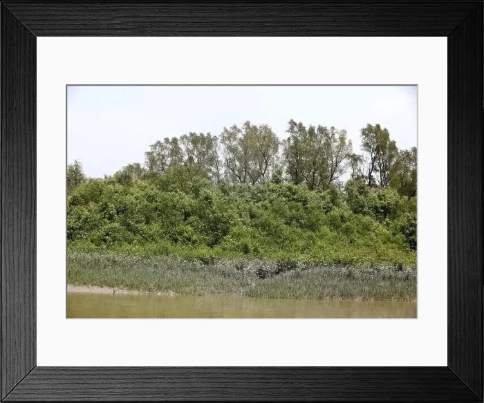 Framed Print : Khulna, Bangladesh - April 13, 2024: The Sundorbons is the largest mangrove forest in the world Framed Print : Khulna, Bangladesh - April 13, 2024: The Sundorbons is the largest mangrove forest in the world