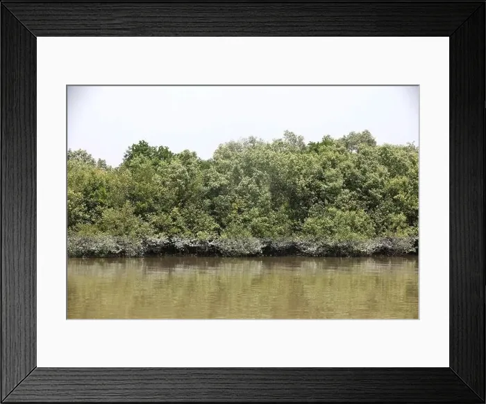Framed Print : Khulna, Bangladesh - April 13, 2024: The Sundorbons is the largest mangrove forest in the world Framed Print : Khulna, Bangladesh - April 13, 2024: The Sundorbons is the largest mangrove forest in the world
