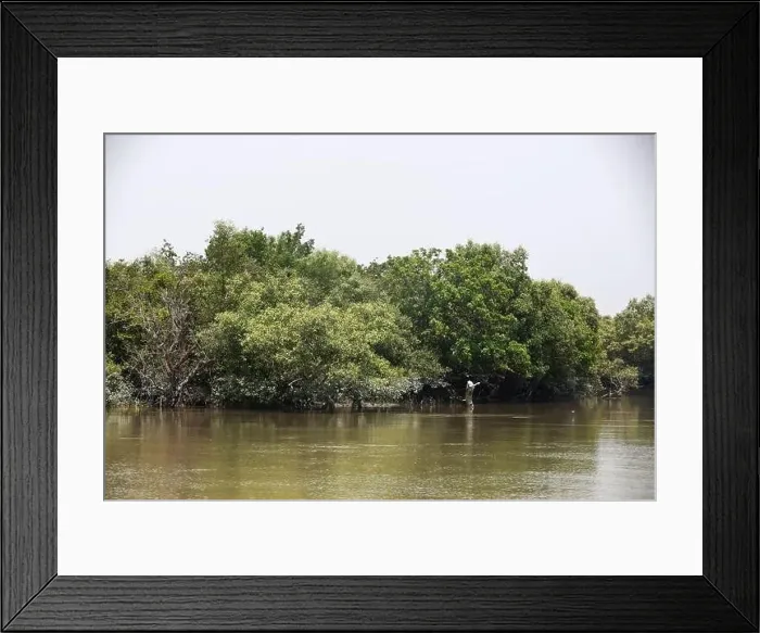 Framed Print : Khulna, Bangladesh - April 13, 2024: The Sundorbons is the largest mangrove forest in the world Framed Print : Khulna, Bangladesh - April 13, 2024: The Sundorbons is the largest mangrove forest in the world