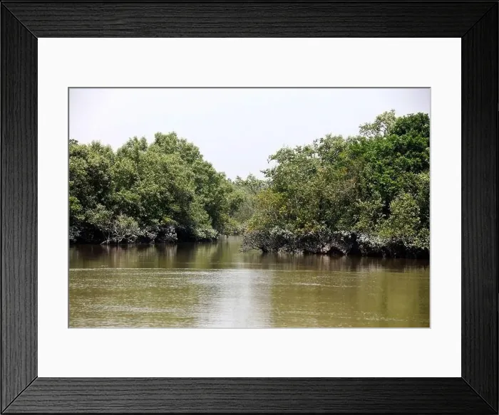 Framed Print : Khulna, Bangladesh - April 13, 2024: The Sundorbons is the largest mangrove forest in the world Framed Print : Khulna, Bangladesh - April 13, 2024: The Sundorbons is the largest mangrove forest in the world
