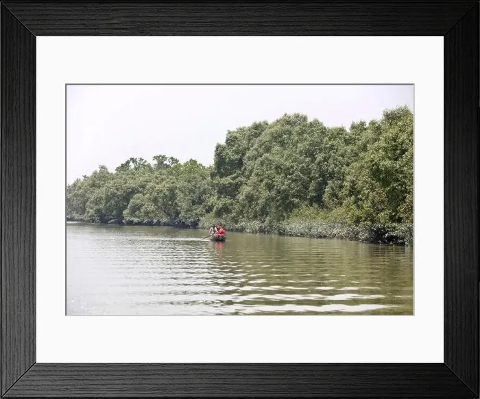 Framed Print : Khulna, Bangladesh - April 13, 2024: The Sundorbons is the largest mangrove forest in the world Framed Print : Khulna, Bangladesh - April 13, 2024: The Sundorbons is the largest mangrove forest in the world