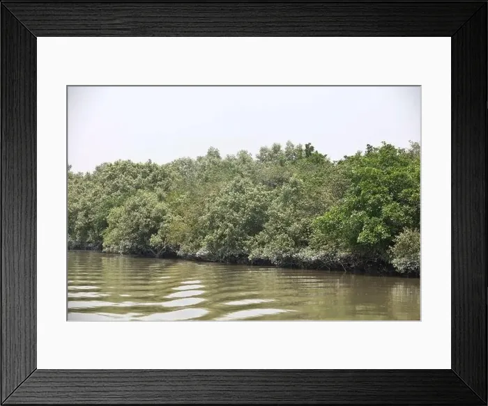 Framed Print : Khulna, Bangladesh - April 13, 2024: The Sundorbons is the largest mangrove forest in the world Framed Print : Khulna, Bangladesh - April 13, 2024: The Sundorbons is the largest mangrove forest in the world