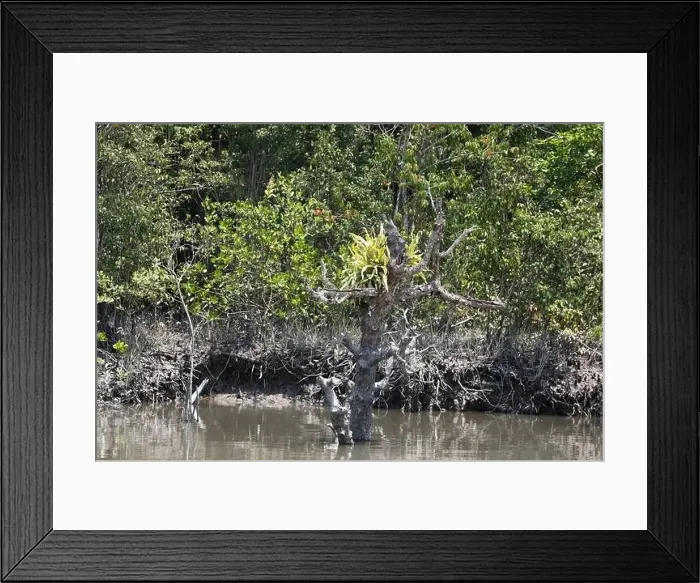 Framed Print : Khulna, Bangladesh - April 13, 2024: The Sundorbons is the largest mangrove forest in the world