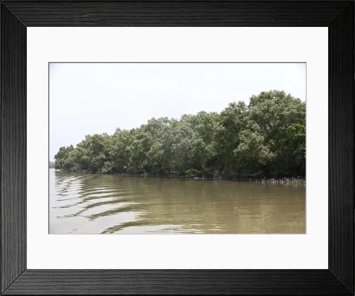 Framed Print : Khulna, Bangladesh - April 13, 2024: The Sundorbons is the largest mangrove forest in the world Framed Print : Khulna, Bangladesh - April 13, 2024: The Sundorbons is the largest mangrove forest in the world