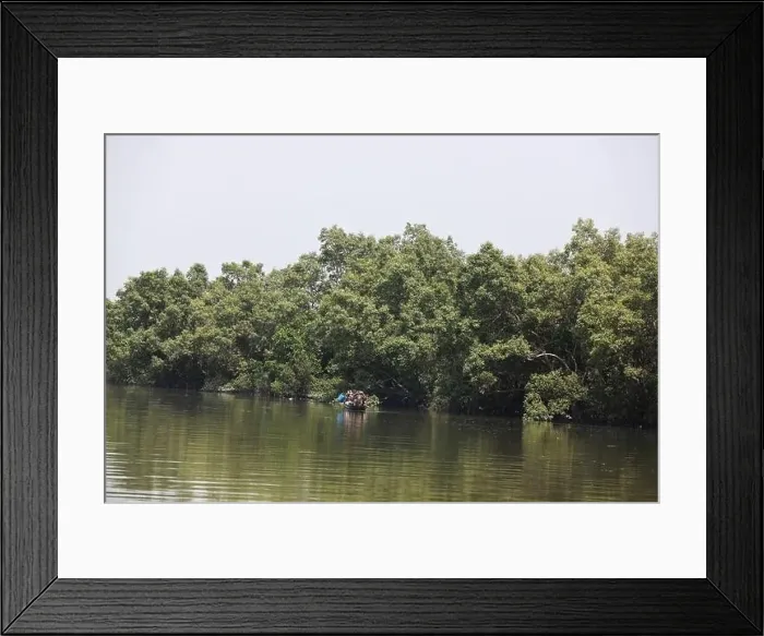 Framed Print : Khulna, Bangladesh - April 13, 2024: The Sundorbons is the largest mangrove forest in the world