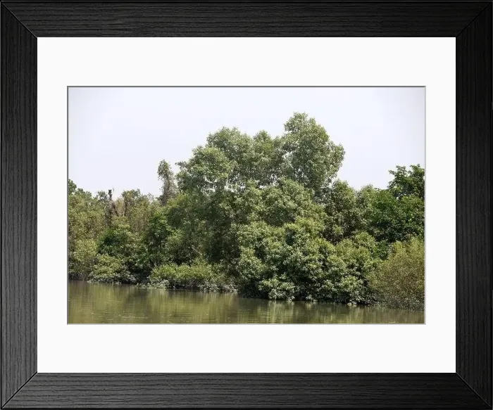 Framed Print : Khulna, Bangladesh - April 13, 2024: The Sundorbons is the largest mangrove forest in the world Framed Print : Khulna, Bangladesh - April 13, 2024: The Sundorbons is the largest mangrove forest in the world