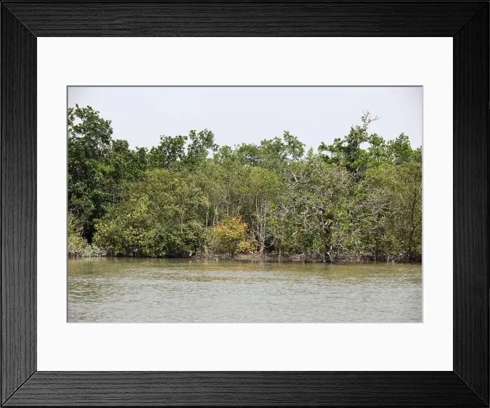 Framed Print : Khulna, Bangladesh - April 13, 2024: The Sundorbons is the largest mangrove forest in the world Framed Print : Khulna, Bangladesh - April 13, 2024: The Sundorbons is the largest mangrove forest in the world