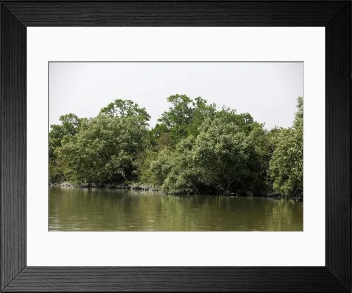 Framed Print : Khulna, Bangladesh - April 13, 2024: The Sundorbons is the largest mangrove forest in the world Framed Print : Khulna, Bangladesh - April 13, 2024: The Sundorbons is the largest mangrove forest in the world