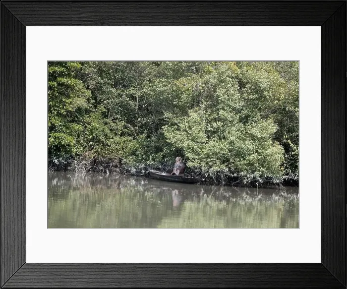 Framed Print : Khulna, Bangladesh - April 13, 2024: The Sundorbons is the largest mangrove forest in the world Framed Print : Khulna, Bangladesh - April 13, 2024: The Sundorbons is the largest mangrove forest in the world