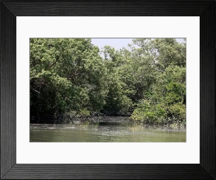 Framed Print : Khulna, Bangladesh - April 13, 2024: The Sundorbons is the largest mangrove forest in the world Framed Print : Khulna, Bangladesh - April 13, 2024: The Sundorbons is the largest mangrove forest in the world