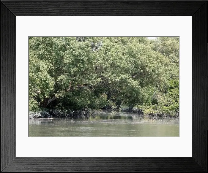 Framed Print : Khulna, Bangladesh - April 13, 2024: The Sundorbons is the largest mangrove forest in the world Framed Print : Khulna, Bangladesh - April 13, 2024: The Sundorbons is the largest mangrove forest in the world