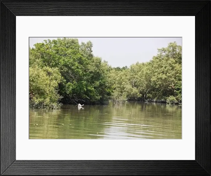 Framed Print : Khulna, Bangladesh - April 13, 2024: The Sundorbons is the largest mangrove forest in the world