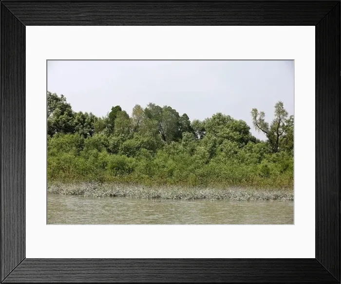 Framed Print : Khulna, Bangladesh - April 13, 2024: The Sundorbons is the largest mangrove forest in the world Framed Print : Khulna, Bangladesh - April 13, 2024: The Sundorbons is the largest mangrove forest in the world