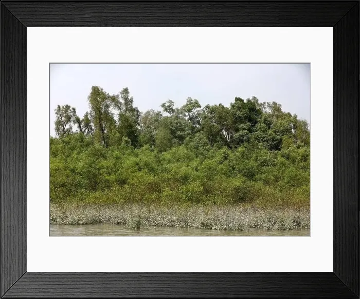 Framed Print : Khulna, Bangladesh - April 13, 2024: The Sundorbons is the largest mangrove forest in the world Framed Print : Khulna, Bangladesh - April 13, 2024: The Sundorbons is the largest mangrove forest in the world