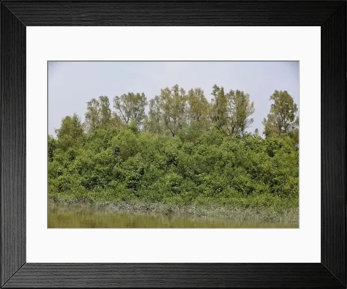 Framed Print : Khulna, Bangladesh - April 13, 2024: The Sundorbons is the largest mangrove forest in the world Framed Print : Khulna, Bangladesh - April 13, 2024: The Sundorbons is the largest mangrove forest in the world