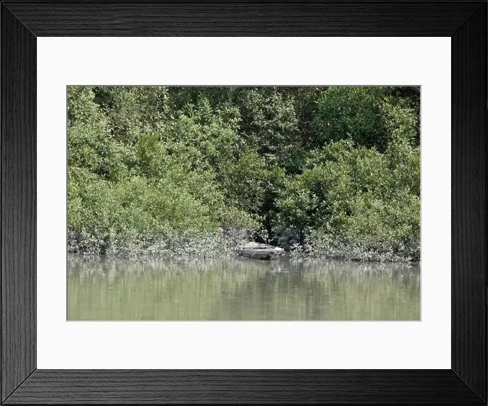 Framed Print : Khulna, Bangladesh - April 13, 2024: The Sundorbons is the largest mangrove forest in the world Framed Print : Khulna, Bangladesh - April 13, 2024: The Sundorbons is the largest mangrove forest in the world