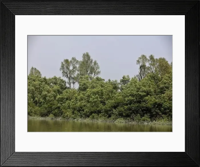 Framed Print : Khulna, Bangladesh - April 13, 2024: The Sundorbons is the largest mangrove forest in the world Framed Print : Khulna, Bangladesh - April 13, 2024: The Sundorbons is the largest mangrove forest in the world
