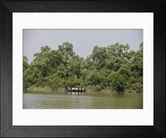 Framed Print : Khulna, Bangladesh - April 13, 2024: The Sundorbons is the largest mangrove forest in the world Framed Print : Khulna, Bangladesh - April 13, 2024: The Sundorbons is the largest mangrove forest in the world