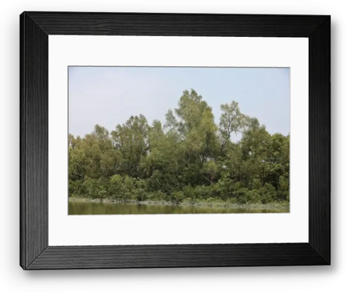 Framed Print : Khulna, Bangladesh - April 13, 2024: The Sundorbons is the largest mangrove forest in the world Framed Print : Khulna, Bangladesh - April 13, 2024: The Sundorbons is the largest mangrove forest in the world